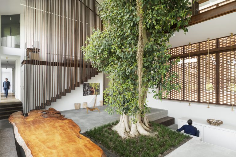 Greenary Residence – Visok fikus v osrednjem bivalnem prostoru prenovljene hiše.